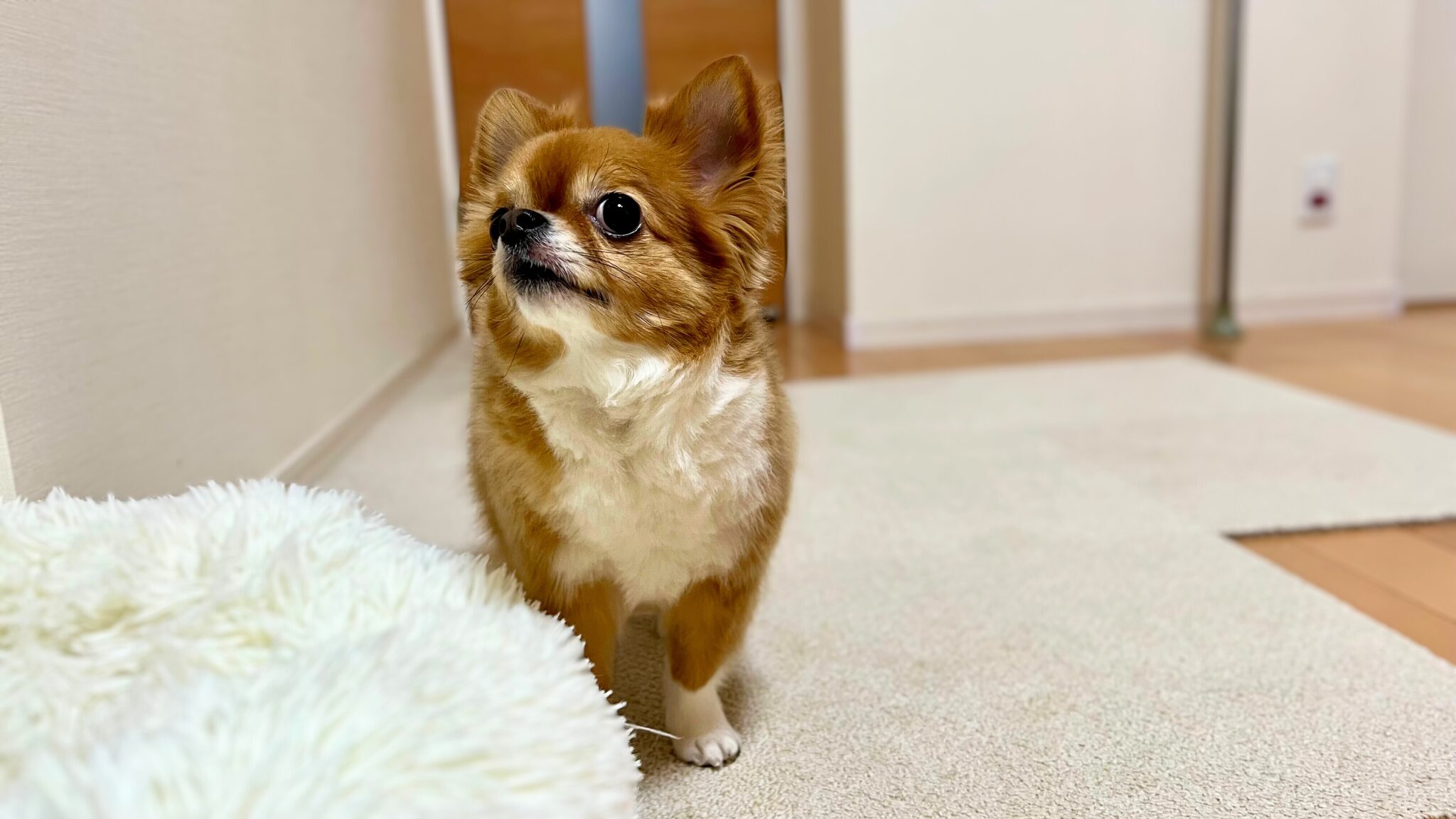 【チワワのそら君日記1】愛犬を守る春の習慣：トリミングからフィラリア・狂犬病予防まで